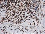 XPF Antibody in Immunohistochemistry (Paraffin) (IHC (P))