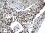 XPF Antibody in Immunohistochemistry (Paraffin) (IHC (P))