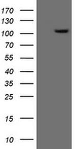 XPF Antibody in Western Blot (WB)