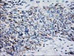 XPNPEP3 Antibody in Immunohistochemistry (Paraffin) (IHC (P))