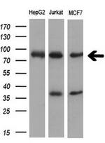 XRCC1 Antibody in Western Blot (WB)