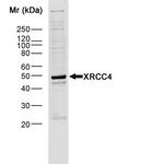 XRCC4 Antibody in Western Blot (WB)