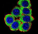 Ku70 Antibody in Immunocytochemistry (ICC/IF)