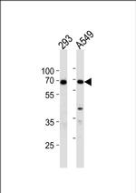 Ku70 Antibody in Western Blot (WB)