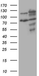 XRN2 Antibody in Western Blot (WB)
