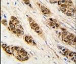 XTP3TPA Antibody in Immunohistochemistry (IHC)