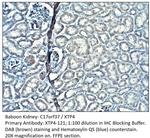 C17orf37/XTP4 Polyclonal Antibody