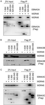 Xpress Antibody in Western Blot (WB)