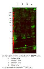 YAP1 Polyclonal Antibody