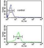 YAP1 Antibody in Flow Cytometry (Flow)