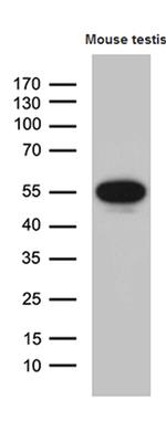 YBX2 Antibody in Western Blot (WB)