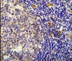 YDJC Antibody in Immunohistochemistry (IHC)