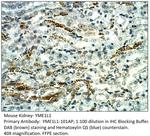 YME1L1 Polyclonal Antibody