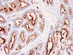 CEA-M Antibody in Immunohistochemistry (Paraffin) (IHC (P))