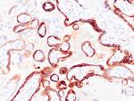 HCG Antibody in Immunohistochemistry (Paraffin) (IHC (P))