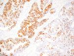 MUC-2 Antibody in Immunohistochemistry (Paraffin) (IHC (P))