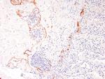 Podoplanin Antibody in Immunohistochemistry (Paraffin) (IHC (P))