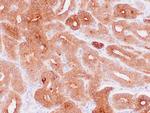 PSA Antibody in Immunohistochemistry (Paraffin) (IHC (P))