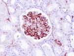 C4d Antibody in Immunohistochemistry (Paraffin) (IHC (P))