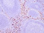 Lysozyme Antibody in Immunohistochemistry (Paraffin) (IHC (P))
