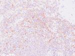 CD33 Antibody in Immunohistochemistry (Paraffin) (IHC (P))