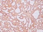 PLAP Antibody in Immunohistochemistry (Paraffin) (IHC (P))