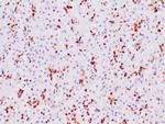 SOX-9 Antibody in Immunohistochemistry (Paraffin) (IHC (P))