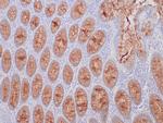 MUC-4 Antibody in Immunohistochemistry (Paraffin) (IHC (P))
