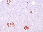 Insulin Antibody in Immunohistochemistry (Paraffin) (IHC (P))