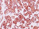 Synaptophysin Antibody in Immunohistochemistry (Paraffin) (IHC (P))