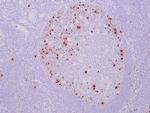 Phospho-Histone H3 (Ser10) Antibody in Immunohistochemistry (Paraffin) (IHC (P))