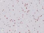 NeuN Antibody in Immunohistochemistry (Paraffin) (IHC (P))