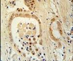 ZNF385B Antibody in Immunohistochemistry (IHC)