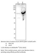 ZAP70 Antibody in Western Blot (WB)