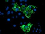ZBED1 Antibody in Immunocytochemistry (ICC/IF)