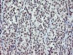 ZBED1 Antibody in Immunohistochemistry (Paraffin) (IHC (P))