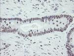ZBED1 Antibody in Immunohistochemistry (Paraffin) (IHC (P))