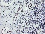 ZBED1 Antibody in Immunohistochemistry (Paraffin) (IHC (P))