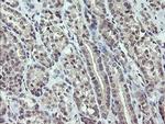 ZBED1 Antibody in Immunohistochemistry (Paraffin) (IHC (P))