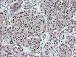 ZBED1 Antibody in Immunohistochemistry (Paraffin) (IHC (P))