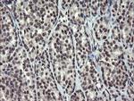 ZBED1 Antibody in Immunohistochemistry (Paraffin) (IHC (P))