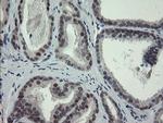 ZBED1 Antibody in Immunohistochemistry (Paraffin) (IHC (P))