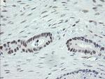 ZBED1 Antibody in Immunohistochemistry (Paraffin) (IHC (P))