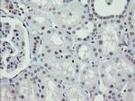 ZBED1 Antibody in Immunohistochemistry (Paraffin) (IHC (P))