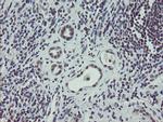 ZBED1 Antibody in Immunohistochemistry (Paraffin) (IHC (P))