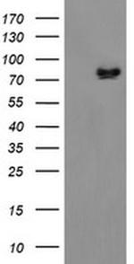 ZBED1 Antibody in Western Blot (WB)