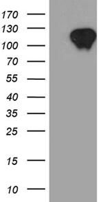 ZBTB17 Antibody in Western Blot (WB)