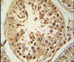 ZBTB5 Antibody in Immunohistochemistry (IHC)