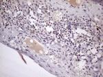 ZC3H8 Antibody in Immunohistochemistry (Paraffin) (IHC (P))