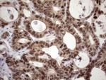 ZC3H8 Antibody in Immunohistochemistry (Paraffin) (IHC (P))